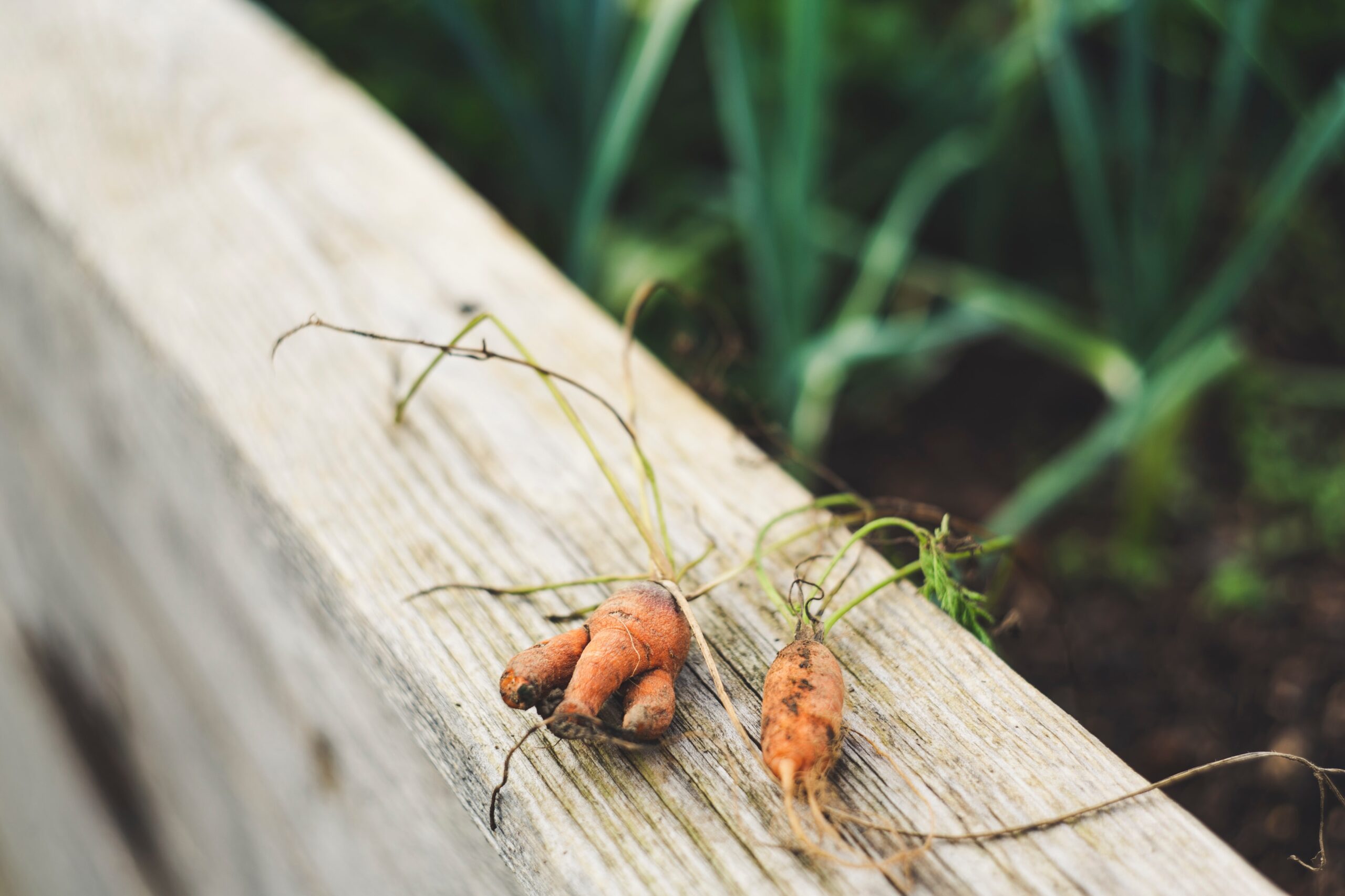 Building A Sustainable Future Through Food